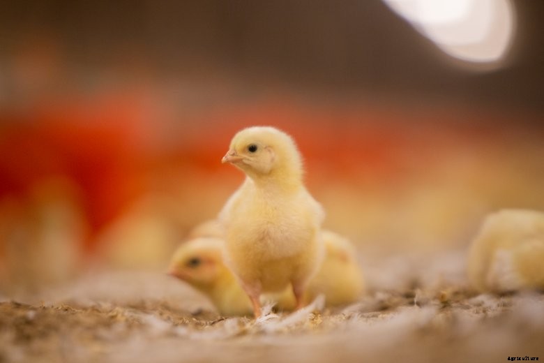 Chicks in Hannah Borg&#039;s poultry barn